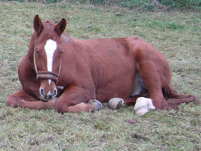 liegendes Pferd